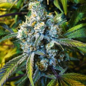 Nirvana Seeds Super Silver Haze (Nirvana Seeds) Art.-Nr. Niva-97941