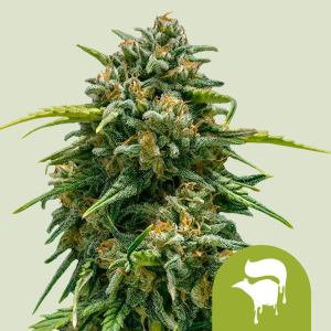 Royal Queen Seeds/RQS Sweet Skunk Automatic Art.-Nr. RoyaQu-96285