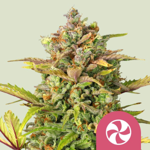 Royal Queen Seeds/RQS Sweet ZZ Art.-Nr. RoyaQu-96333