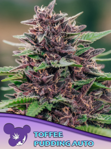 Anesia Seeds Toffee Pudding Auto Art.-Nr. AnesSe-98276