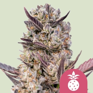 Royal Queen Seeds/RQS Tropicana Cookies Purple Art.-Nr. RoyaQu-99486