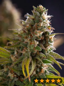 PowerStrains Wedding Cake (PowerStrains) Art.-Nr. PowerS-98244