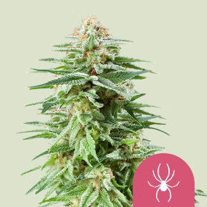 Royal Queen Seeds/RQS White Widow (RQS) Art.-Nr. RoyaQu-96246