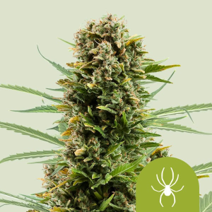 Royal Queen Seeds/RQS White Widow Automatic Art.-Nr. RoyaQu-96286