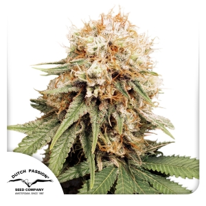 Dutch Passion White Widow (Dutch Passion) Art.-Nr. DutcPa-94573