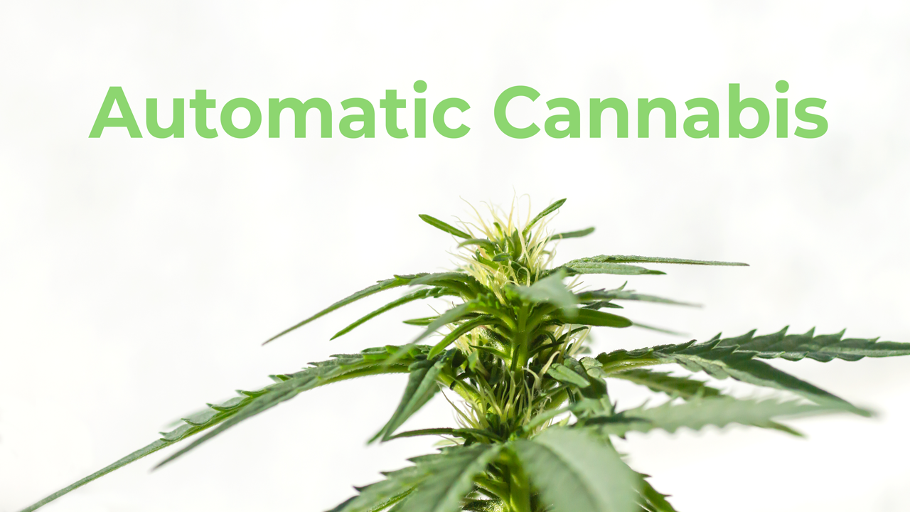 Automatic cannabis plants with lower THC content