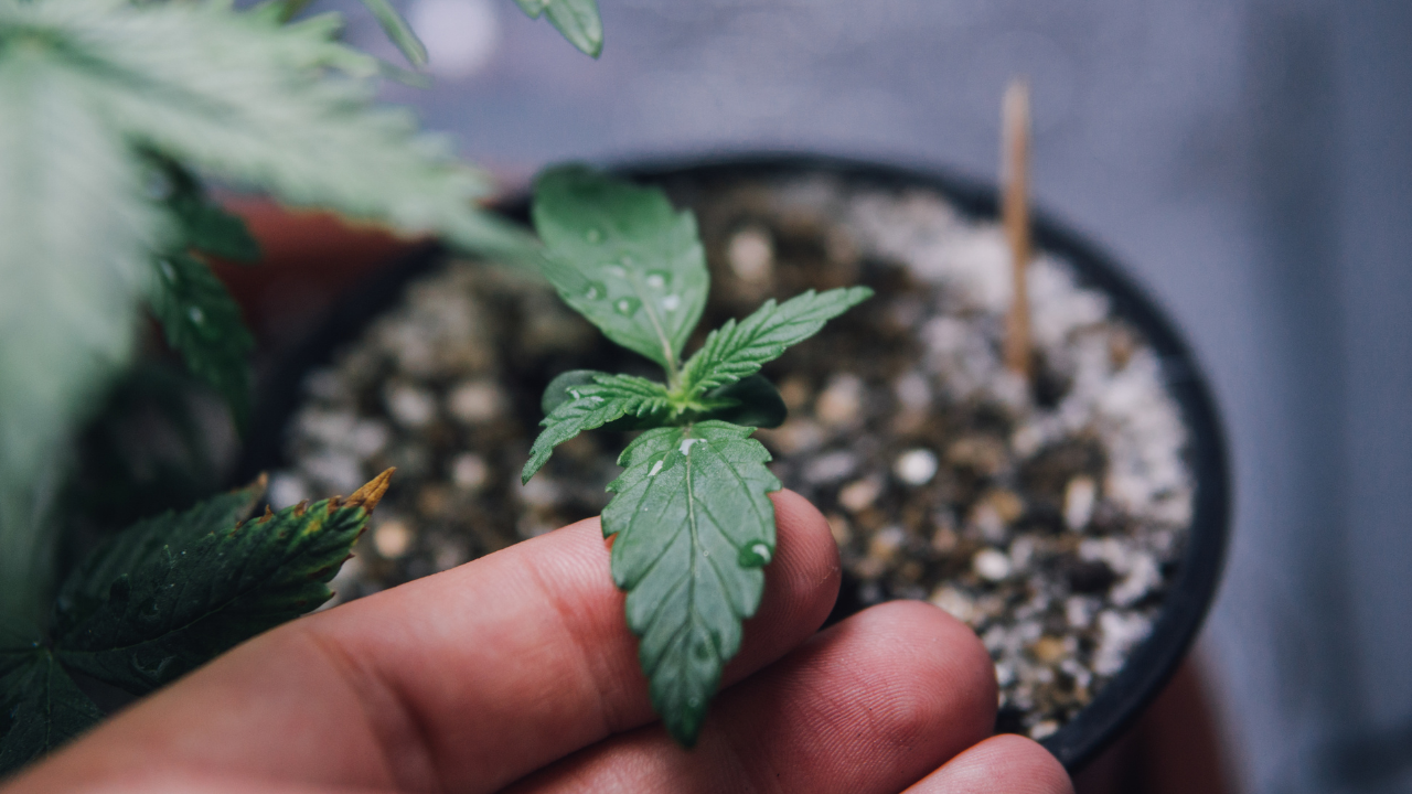 Anfänger Setup für Indoor-Grow von Cannabis