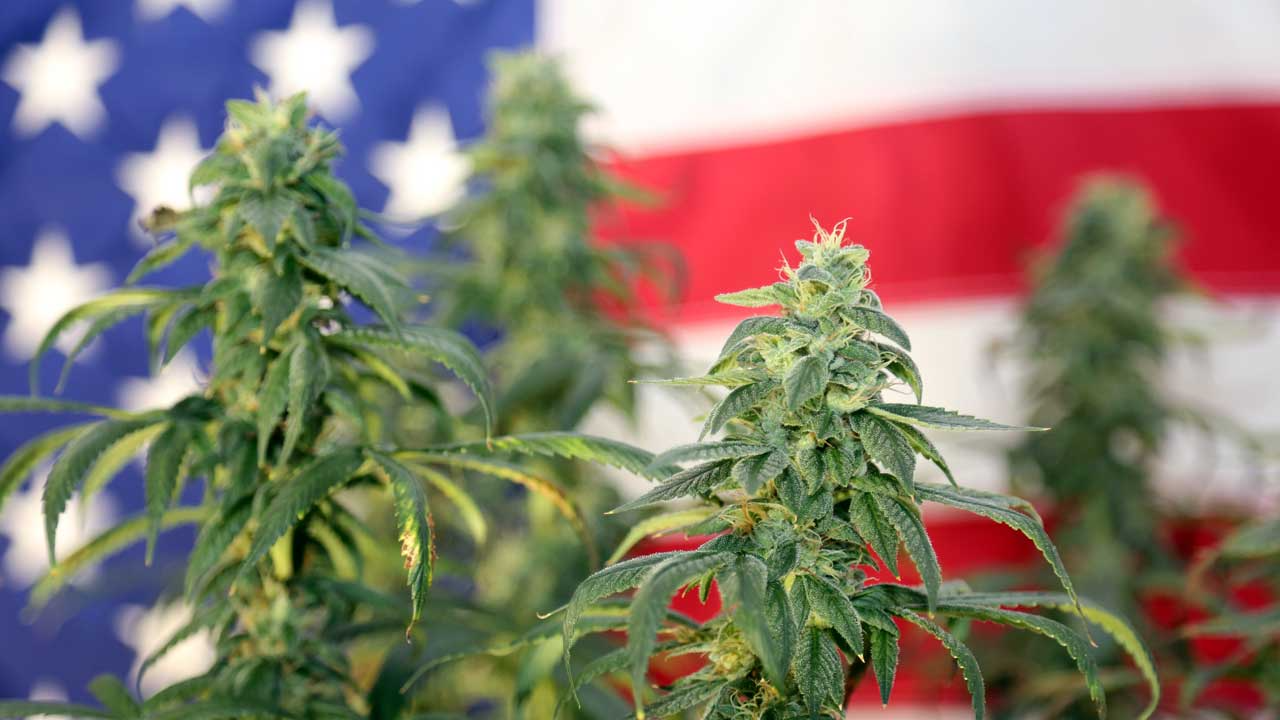 US Cannabis-Sorten in Europa