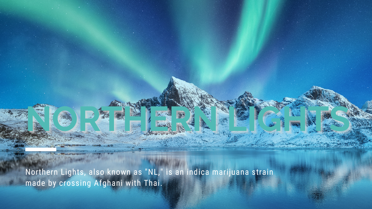 Northern Light Indica Dominante Cannabis Sorte