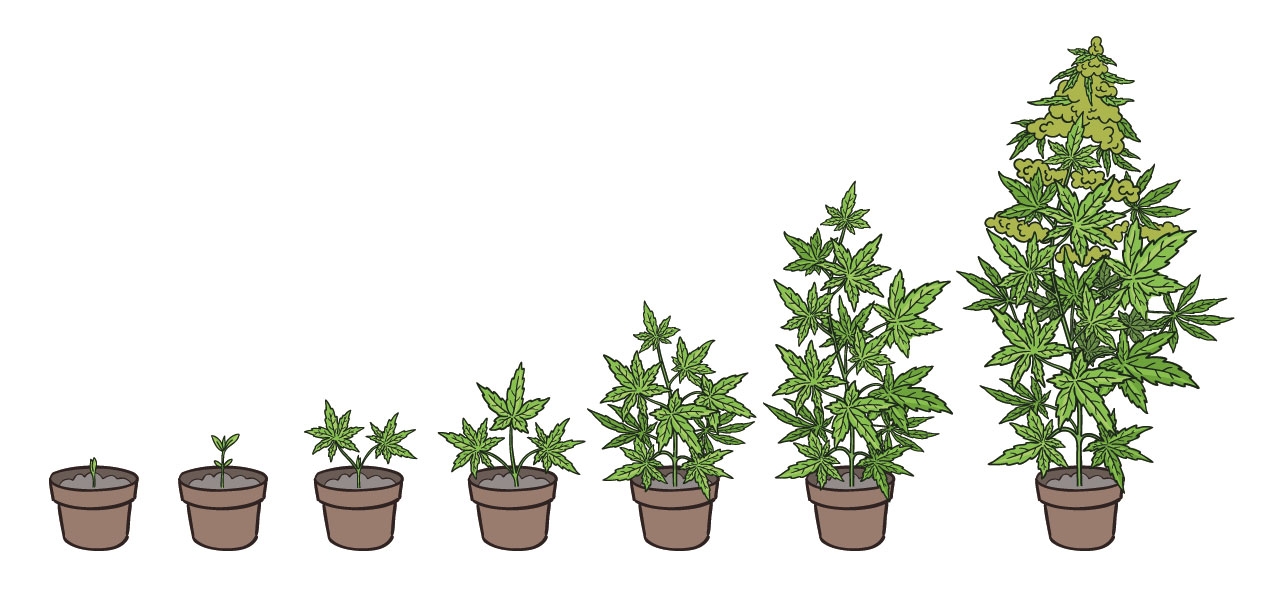 Maturation process of the cannabis plant